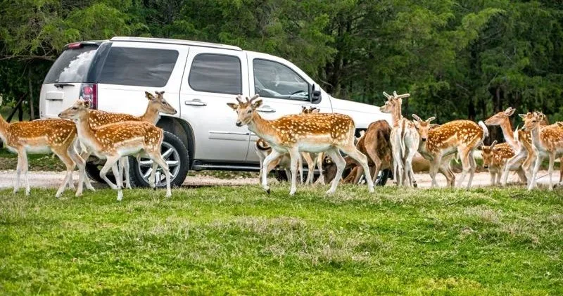 car by some deer
