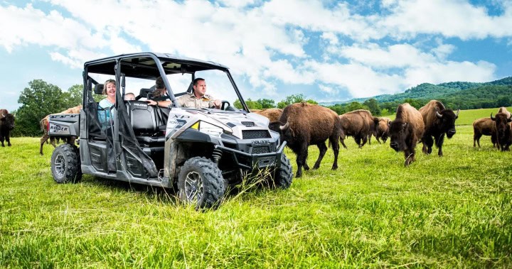 people in an atv near buffalos