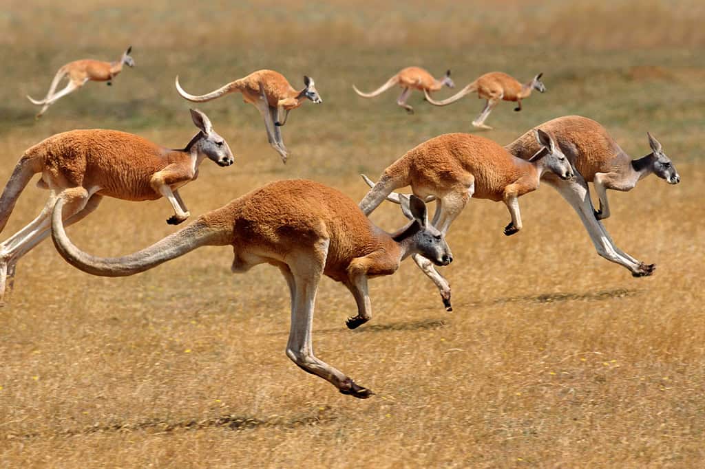 kangaroos