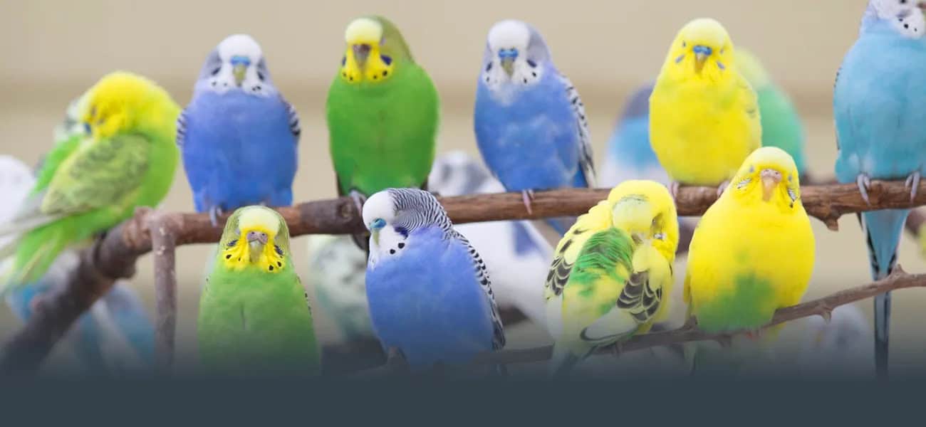 a group of colorful birds