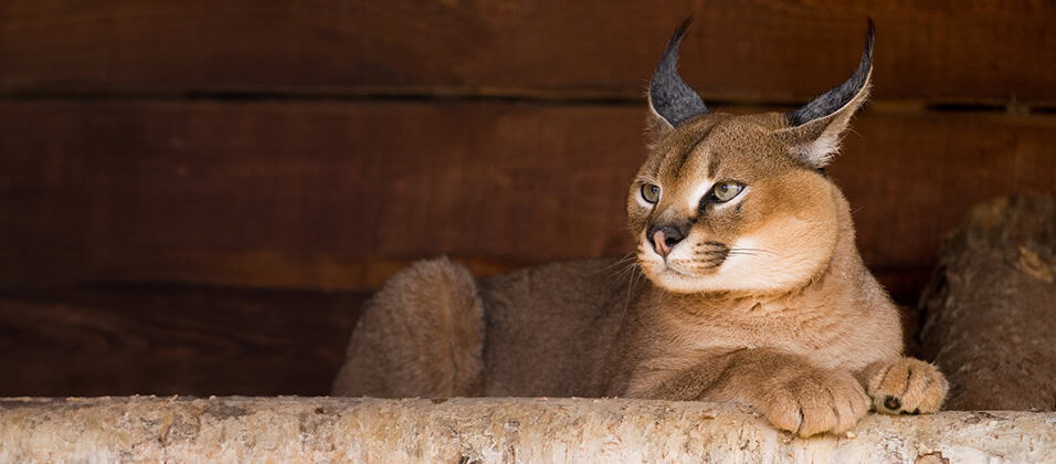 a big cat
