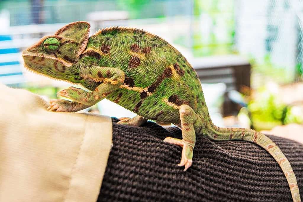 a green reptile that is shaped like a semi-circle