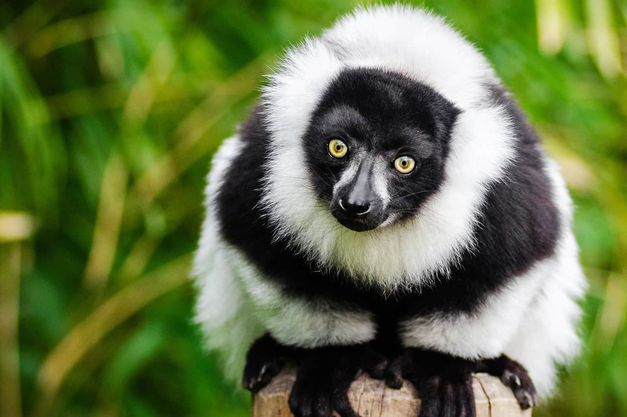 striped puffy animal