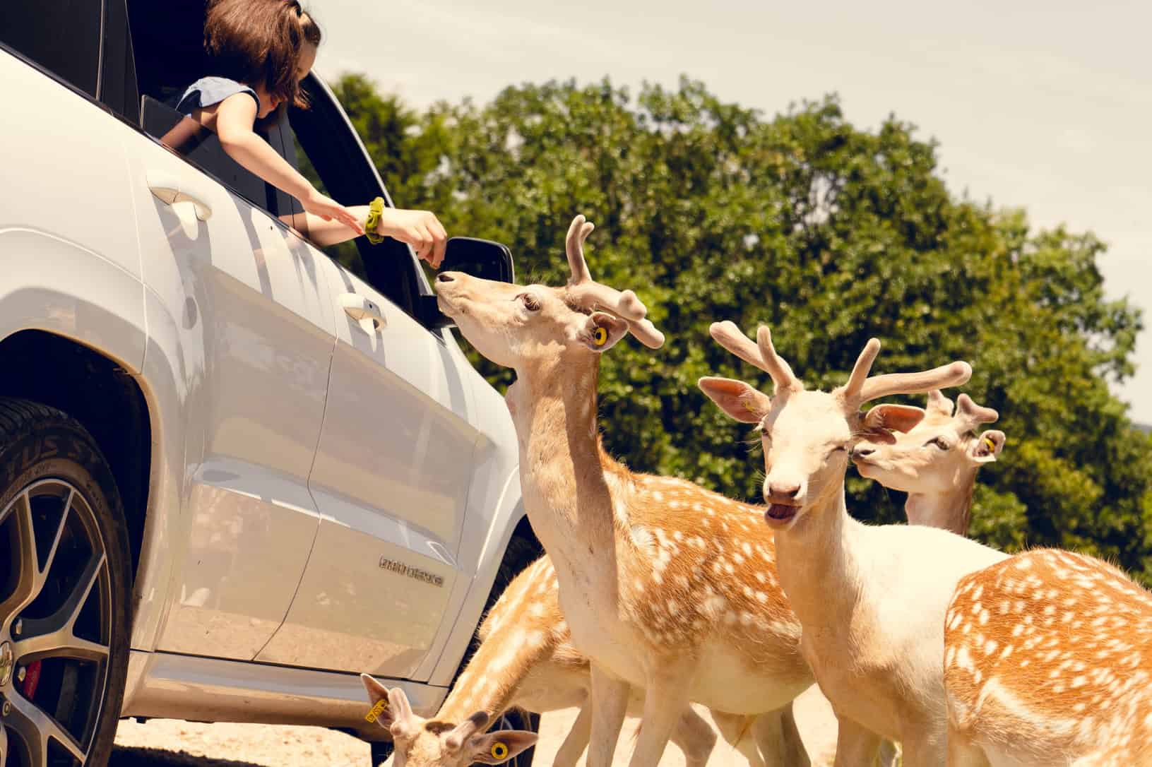 a girl out of a car feeding animals
