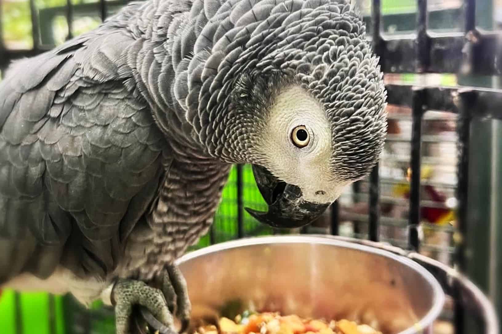 a bird