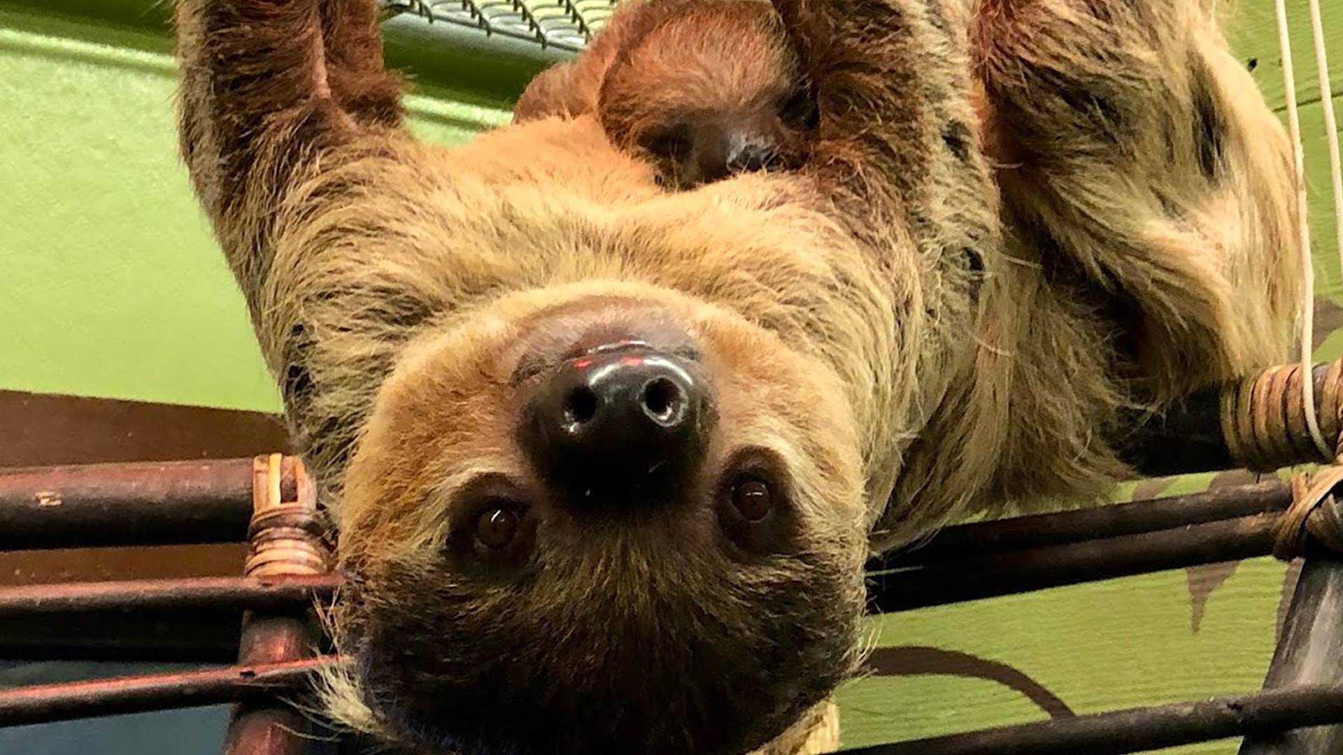 plz-gallery-sloth-01