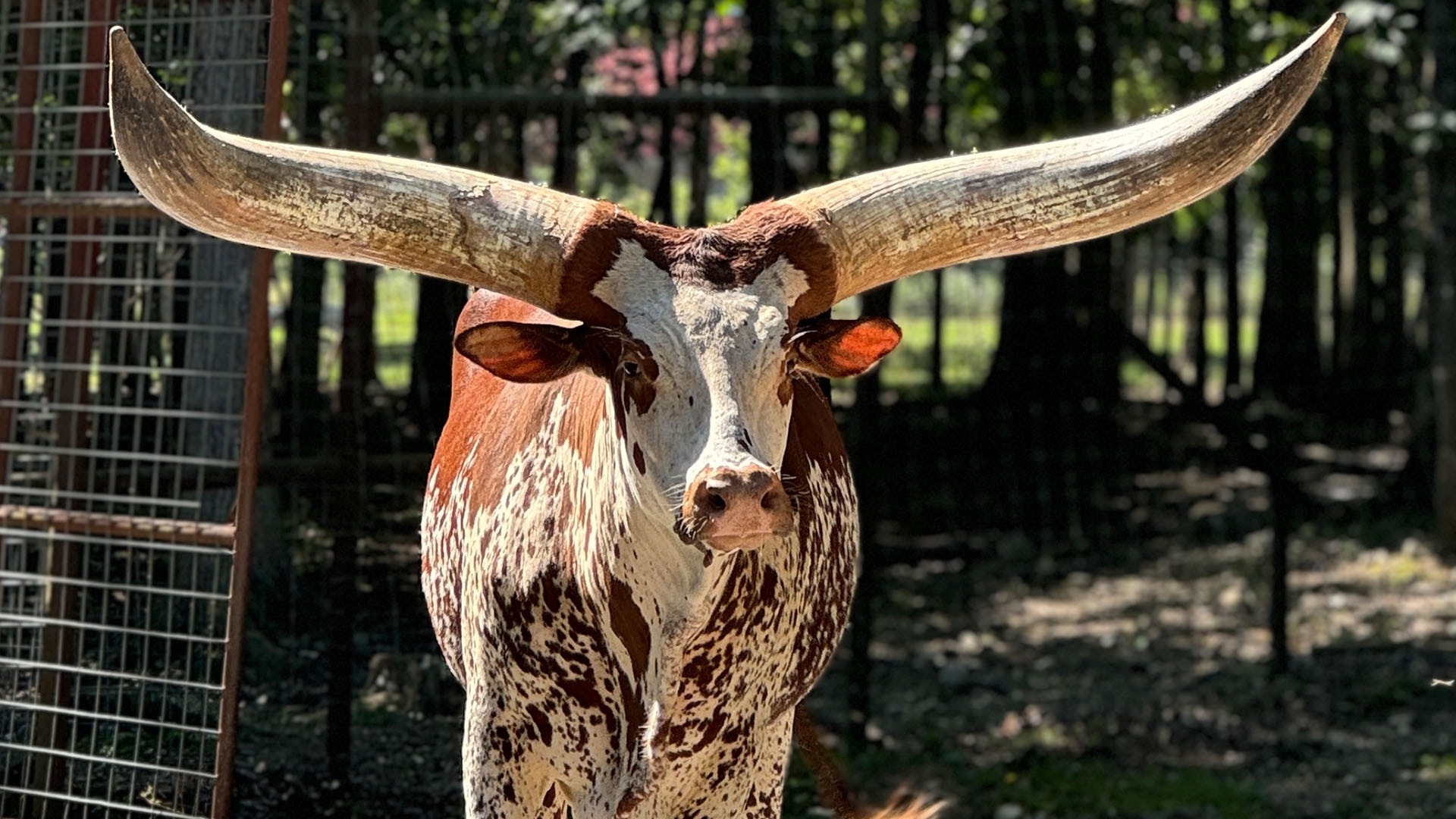 plz-slideshow-General_0000_watusi