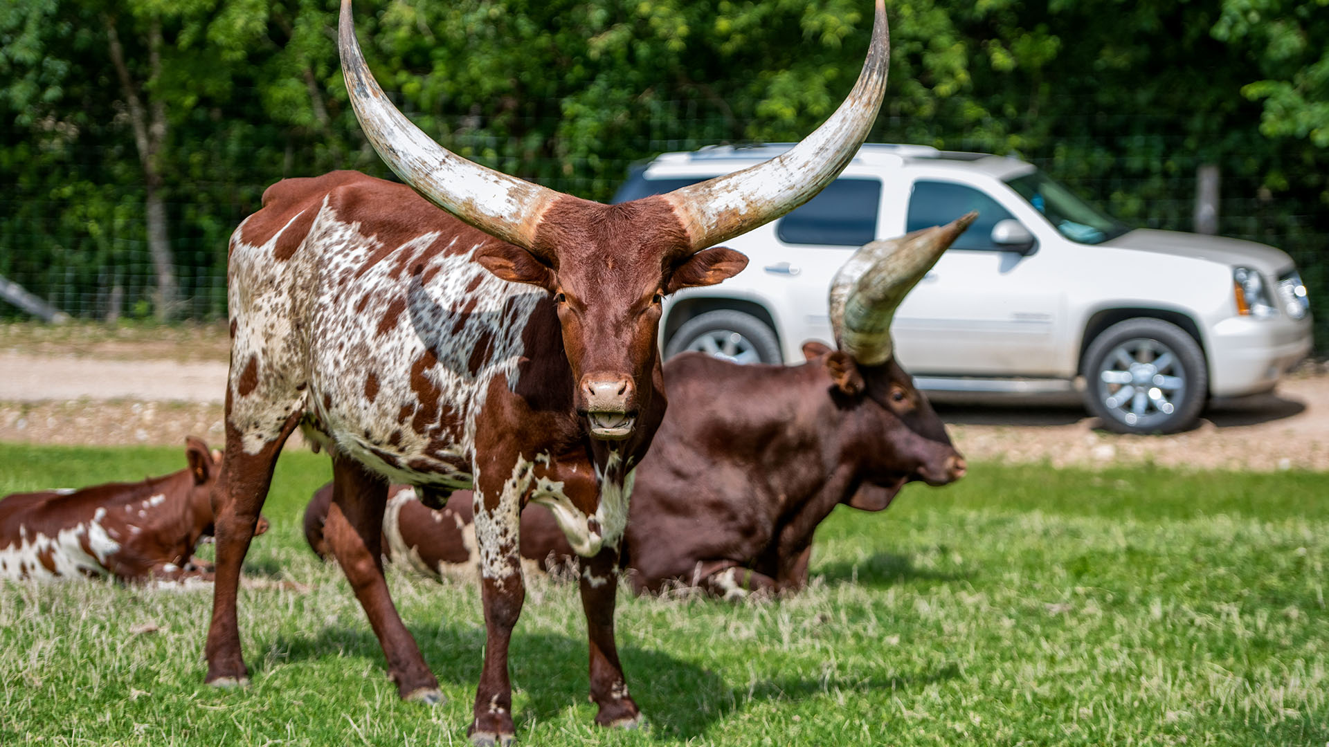 plz-slideshow-General_0002_PLZ_DriveThruLonghorn