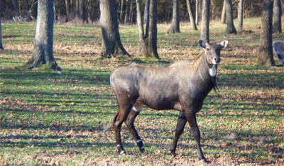 animal